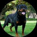 LORD LOXLEY